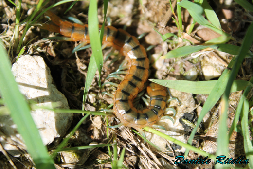 Scolopendra cingulata?